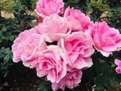 -人民公园(罗湖区)