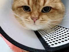 -关爱动物医院·心脏·中兽医·异宠(金牛路分院)