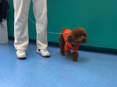 -博特宠物医院24h犬猫全科.骨科·异宠