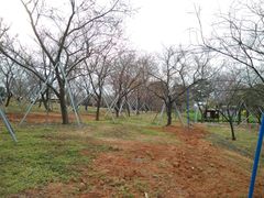 -天适樱花悠乐园