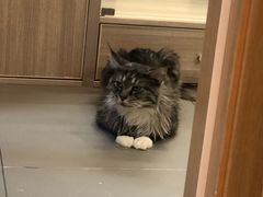 -飞行喵MR PILOT|猫舍·猫咖(静安大融城店)