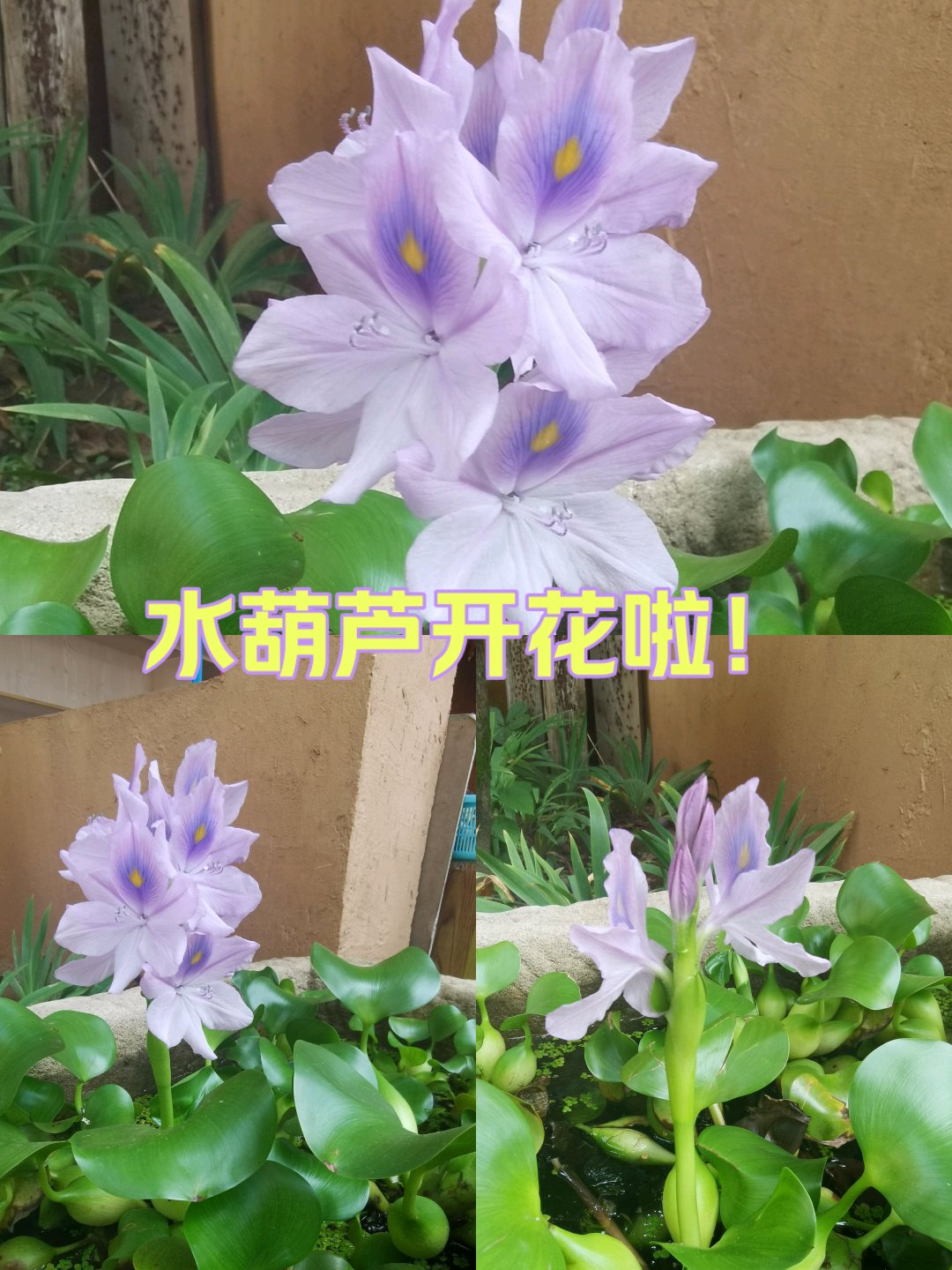 水葫芦开花 寓意图片