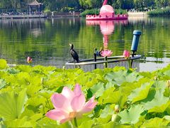 -莲花池公园