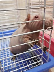 -Moni星球萌宠·小马宝莉·灵蛇·高端高阶全萌宠互动体验俱乐部(红豆国际广场店)