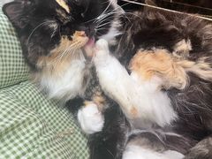 -楼上猫咖(罗湖店)
