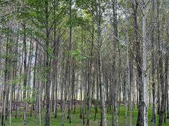 -泸沽湖国家级风景名胜区走婚桥