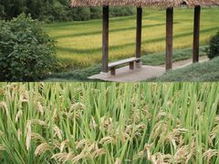 -良渚古城遗址公园