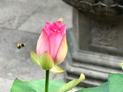 -普陀山风景名胜区-法雨禅寺
