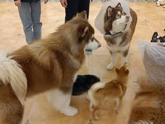 -Let's go狗咖·猫咖·奶狗·桌游(春熙路IFS店)