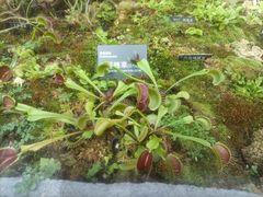 -国家植物园南园