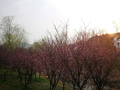 -石塘人家