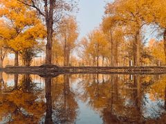 -金塔沙漠胡杨林景区