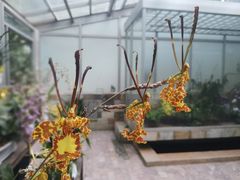 -中国科学院华南植物园