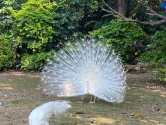 -广州长隆飞鸟乐园