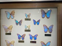 -上海昆虫博物馆