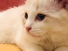 -猫咪咖啡店(新城大街店)