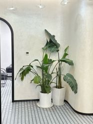 -唐风采假发补发定制