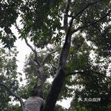 今年广东夏日的荔枝现摘现吃最甜！