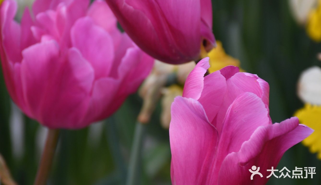 杭州小众赏花地——南江公园