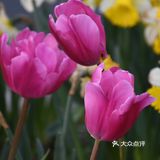 杭州小众赏花地——南江公园