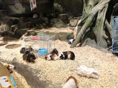 -zoonana室内动物园(东方福来德店)