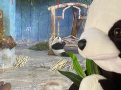 -海南热带野生动植物园