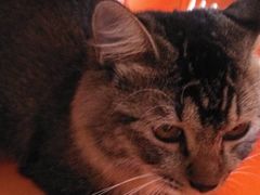 万宝宠物诊所-创凡宠物医院·骨专科  猫科中心(西乡分院)