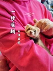 -神奇动物撸宠馆·羊驼·小浣熊·异宠(豫园店)