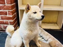 -猫小院猫主题餐厅(南锣旗舰店)