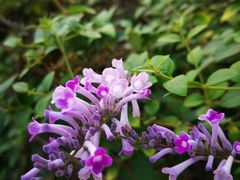 -白塘生态植物园