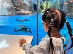 -帝企鹅自助餐厅•儿童岛•真企鹅(长隆企鹅酒店)