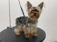 -comecome来吧宠物(奥克斯中心店)