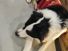 -共舞时光猫咖·狗咖(新街口店)
