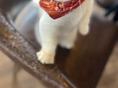 -蓝鲸·缅因猫舍