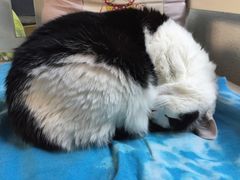 -Anne猫窝咖啡屋