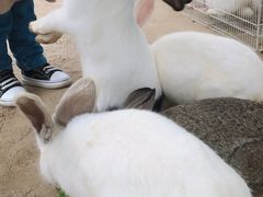 -前小桔亲子创意农场·草莓采摘·露营烧烤