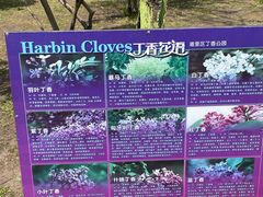 -群力丁香公园