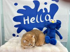 -爱洗澡的猫(望京店)