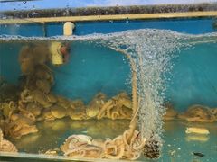 -仙螺岛海鲜自助餐厅(总店)