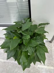 -悟空祛痘·诺奖技术专业店