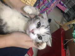 iphone_upload_pic-Bastet sally猫舍购宠(静安店)