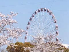 -顾村公园