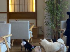 -柴犬小屋·柴餐厅·狗咖食堂(金鼎广场店)