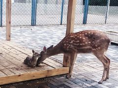 -长白岛森林公园