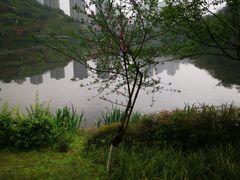 -重庆彩云湖湿地公园