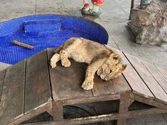 -秦皇岛野生动物园