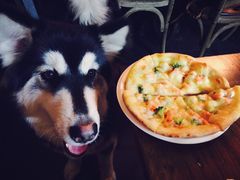 -百好乐宠物友好餐厅(朝外大街店)