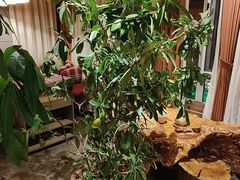 -慢丽江·云南野生菌土鸡锅(付家庄店)