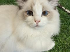 -喜柴咖啡·柴犬狗咖