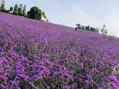 -紫颐香薰山谷景区